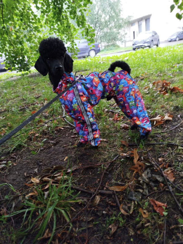 Выкройка комбинезона для собаки "Пудель"