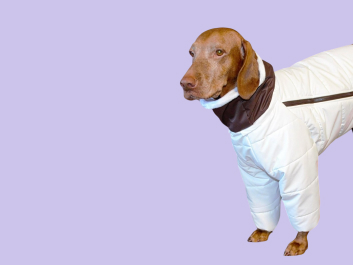 Выкройки для собак