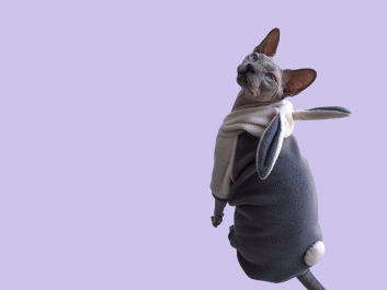 Выкройки для котов.