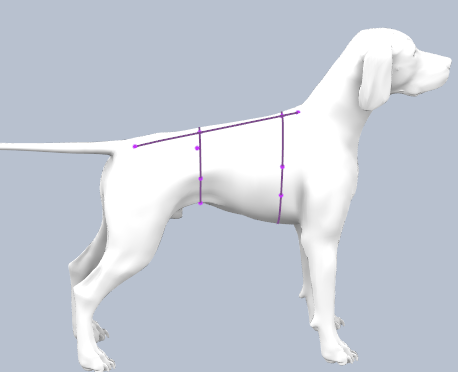 Как  снять мерки с собаки.