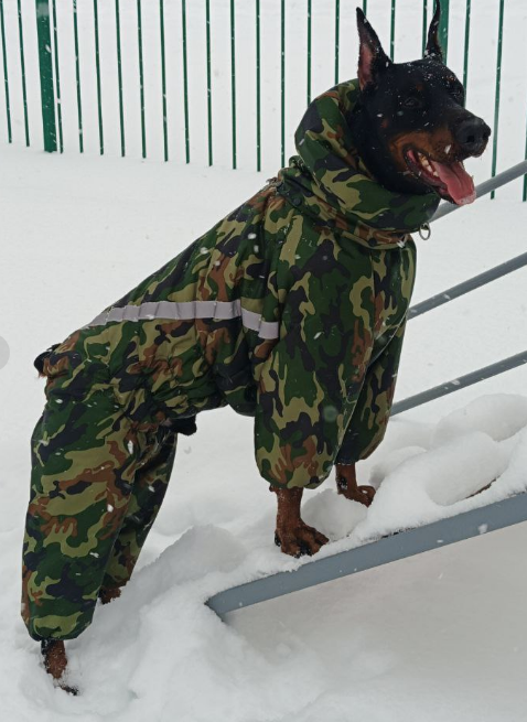 Выкройка комбинезона для собаки породы "Доберман"