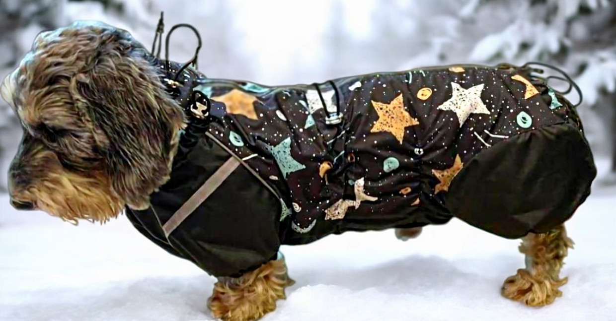 Выкройка комбинезона для собаки "Такса"