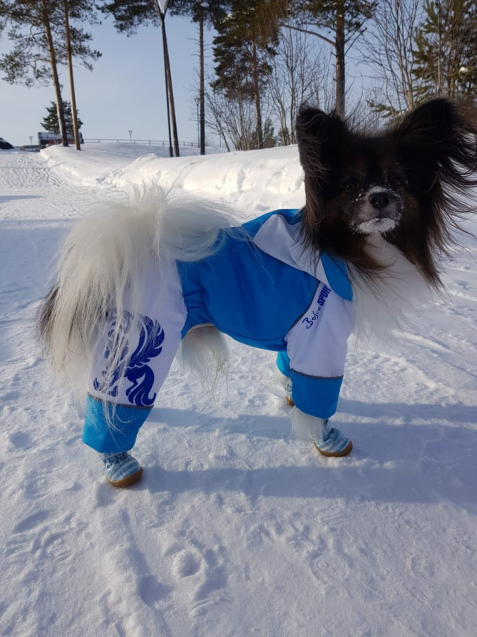 Выкройка  комбинезона для собаки "Папильон"