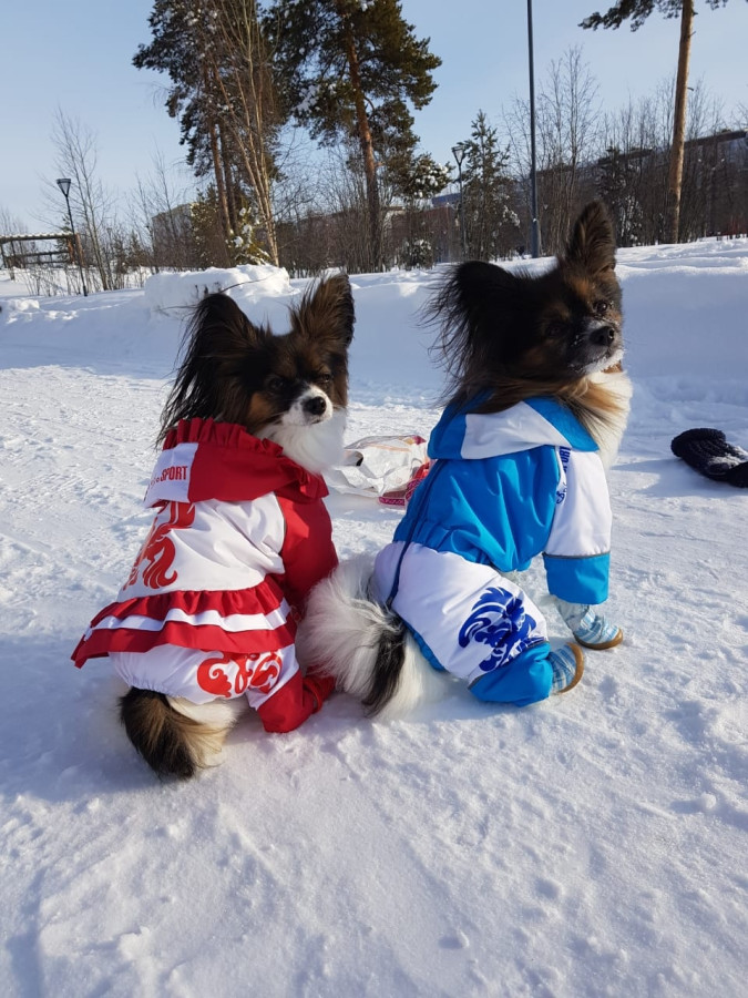 Папильон - Выкройка  комбинезона для собаки.