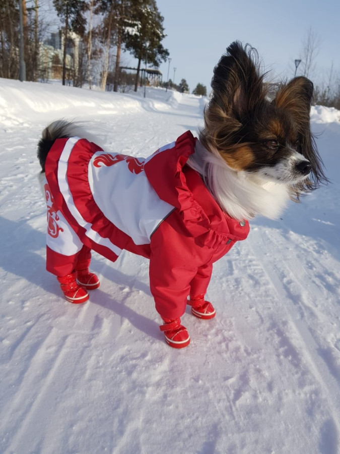 Папильон - Выкройка  комбинезона для собаки.
