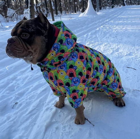 выкройка комбинезона для собаки "Булли"