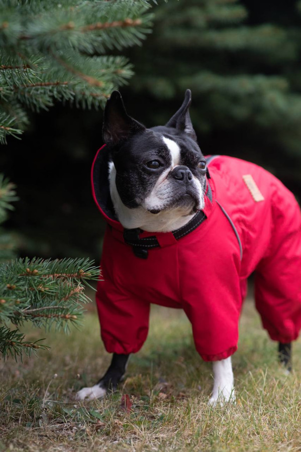 Выкройка комбинезона для собаки "Бостон"