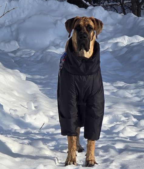 Выкройка комбинезона "Дог"